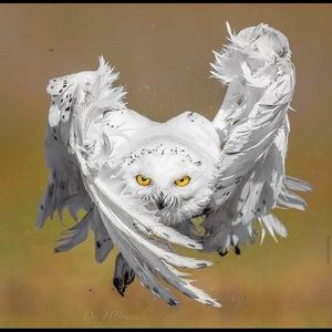 Meet your Posher, Oscar